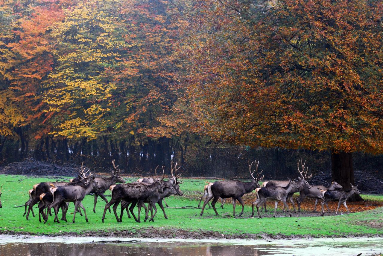 پاییز زیبا در جنگل‌قرق شهرستان گرگان