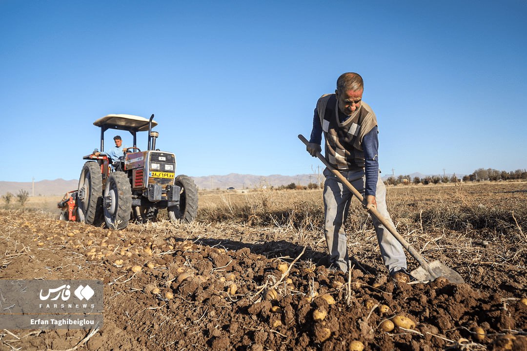  برداشت سیب‌زمینی در زنجان