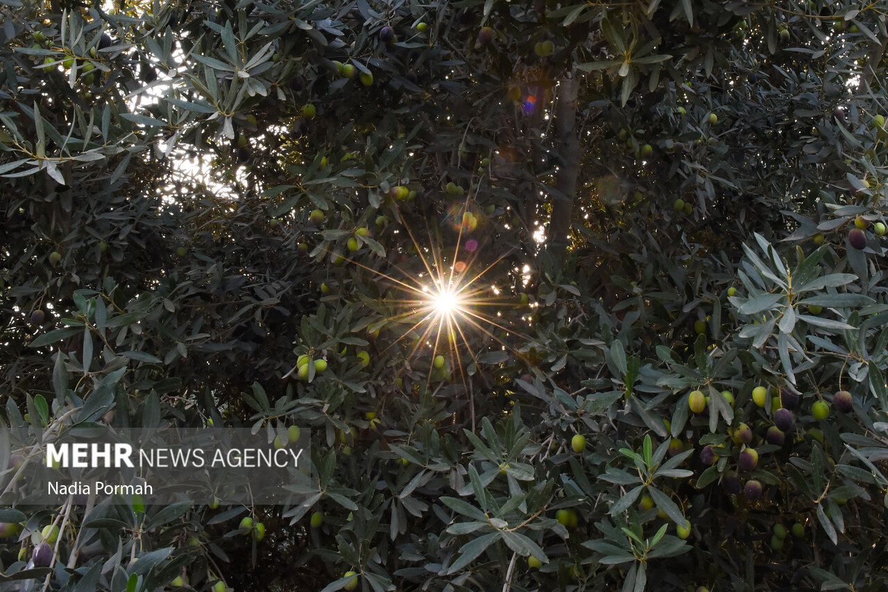 برداشت زیتون از باغات علی‌آباد کتول