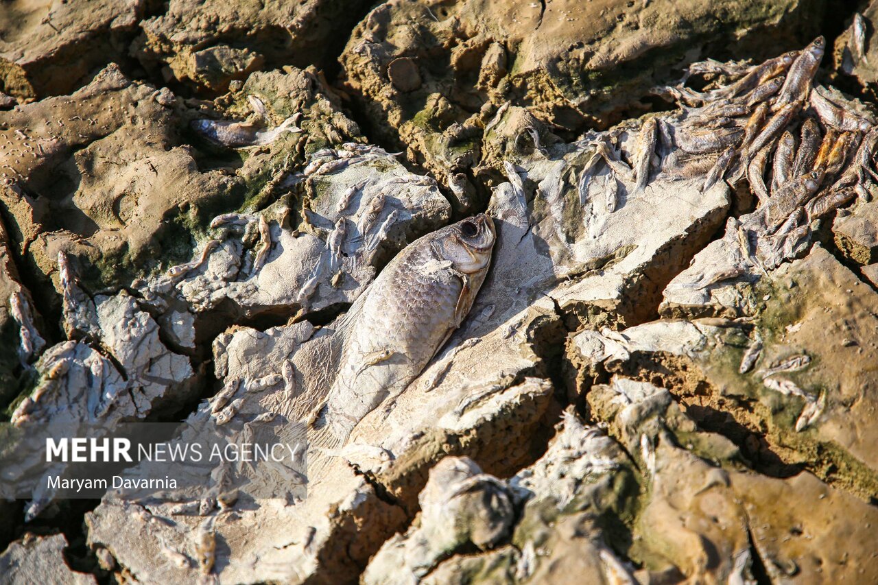 عکس/ مرگ دست جمعی ماهی‌ها در سد عبدل آباد بجنورد