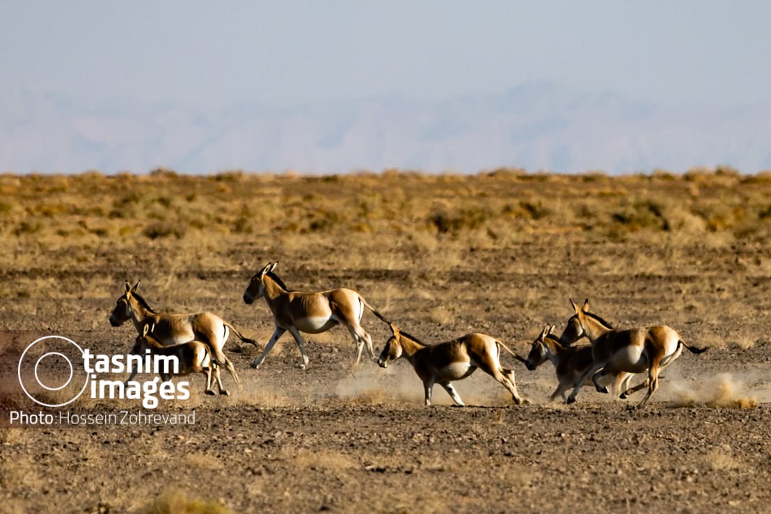 عکس/ احیای گورخر ایرانی در پارک ملی کویر