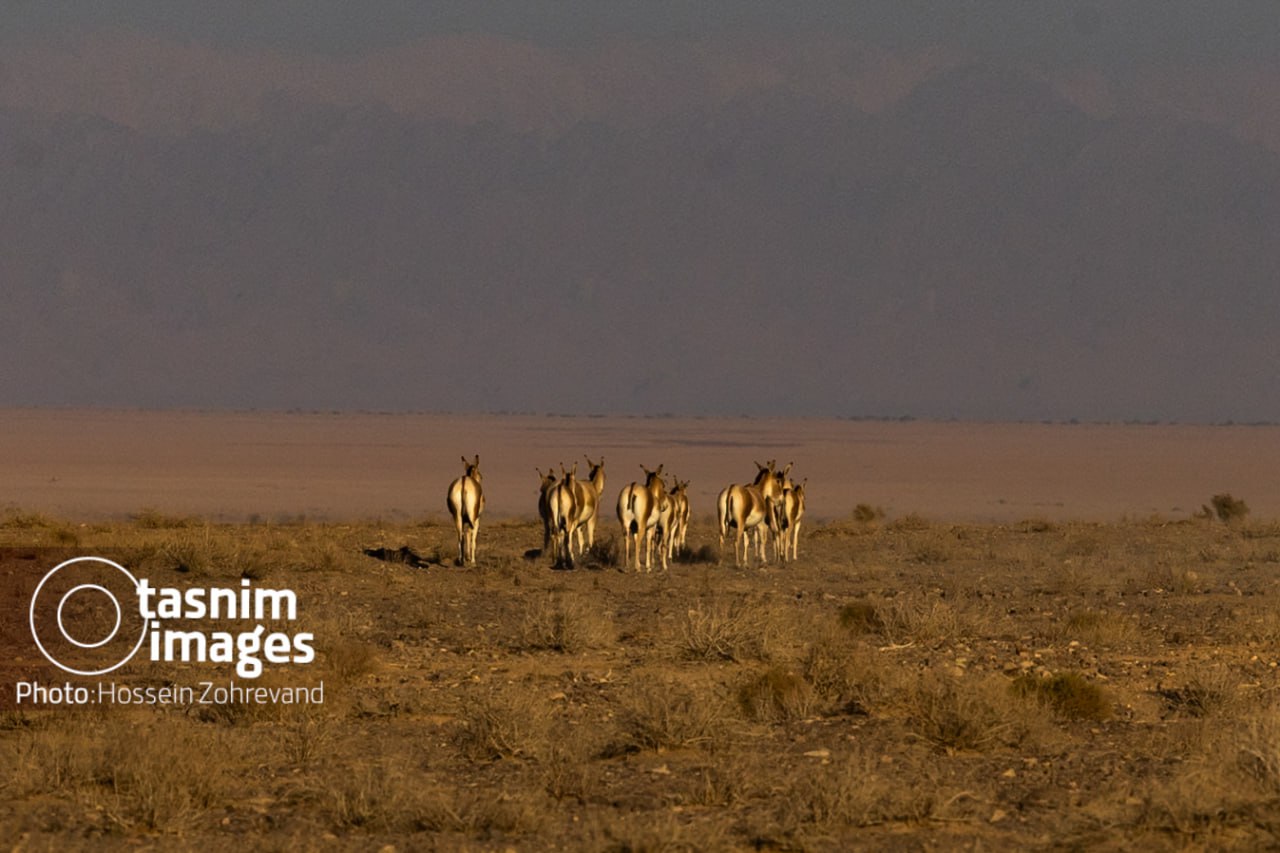 عکس/ احیای گورخر ایرانی در پارک ملی کویر
