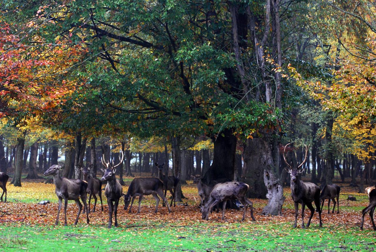 پاییز زیبا در جنگل‌قرق شهرستان گرگان