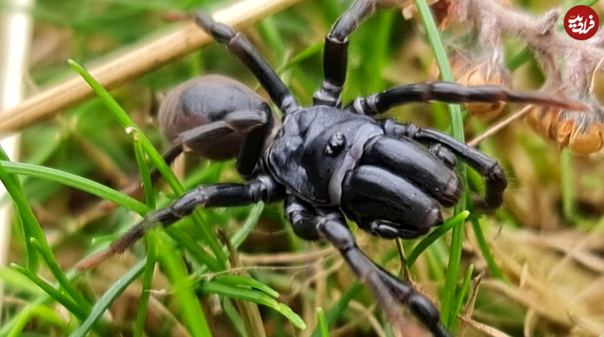 گوناگون/ عنکبوت ناشناخته در منطقۀ حفاظتشده