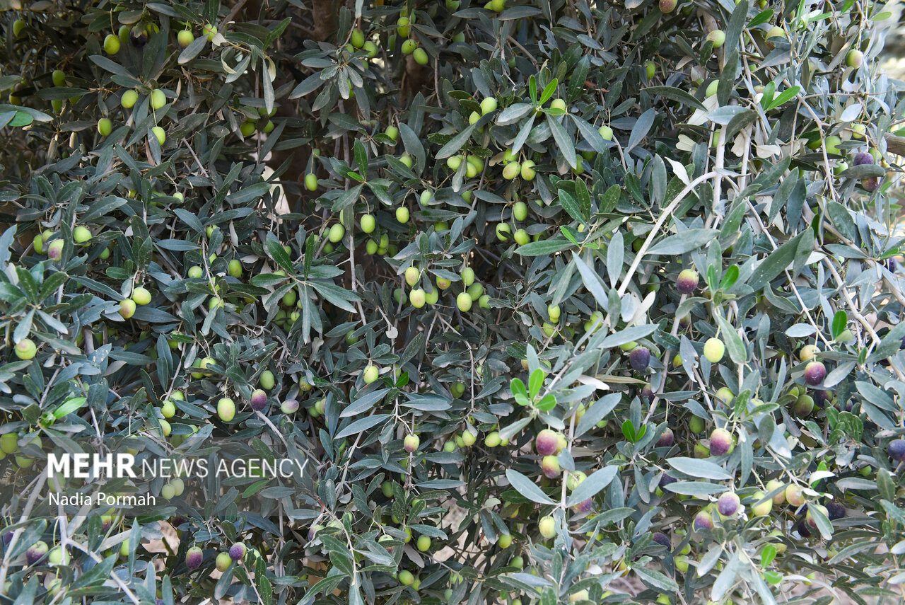 برداشت زیتون از باغات علی‌آباد کتول