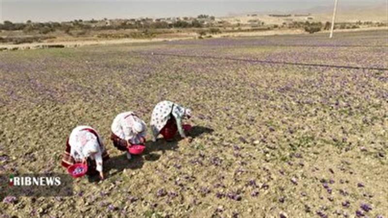 خراسان شمالی در عملکرد تولید زعفران پیشتاز کشور است