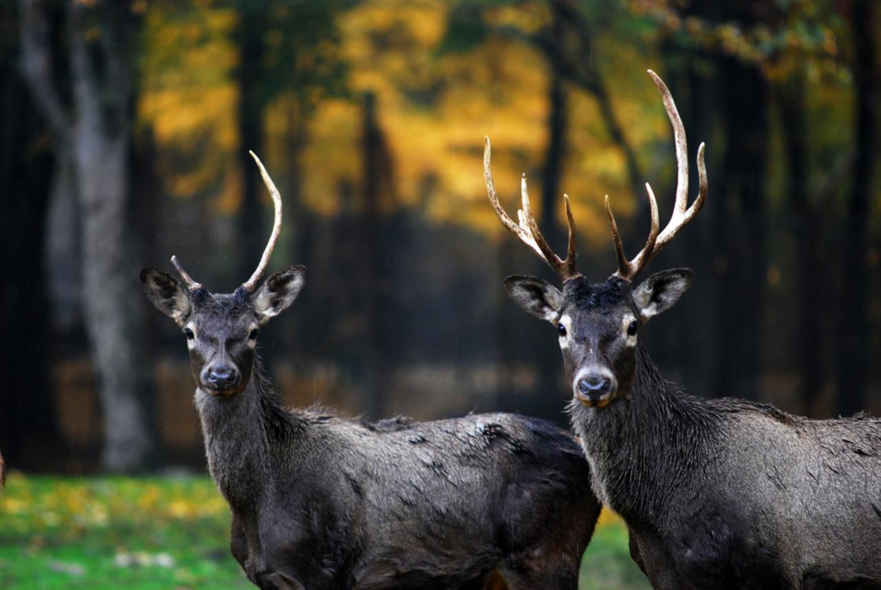 پاییز زیبا در جنگل‌قرق شهرستان گرگان