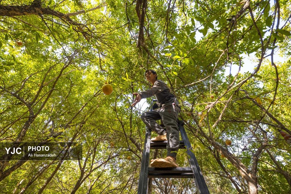 برداشت انار از باغ‌های یزد