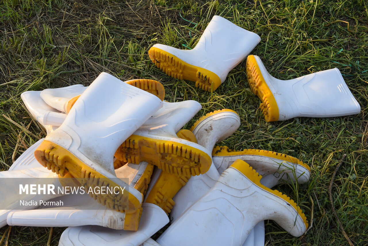 برداشت زیتون از باغات علی‌آباد کتول