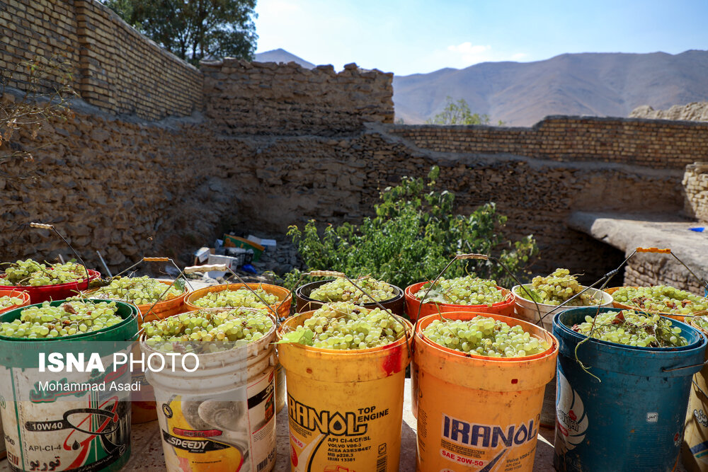 فصل انگور در «هزاوه»