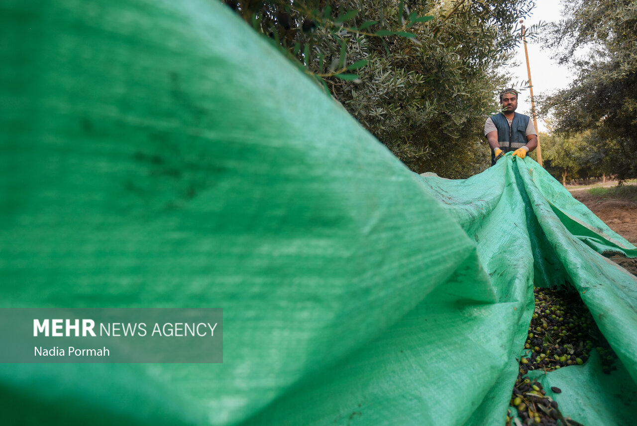 برداشت زیتون از باغات علی‌آباد کتول