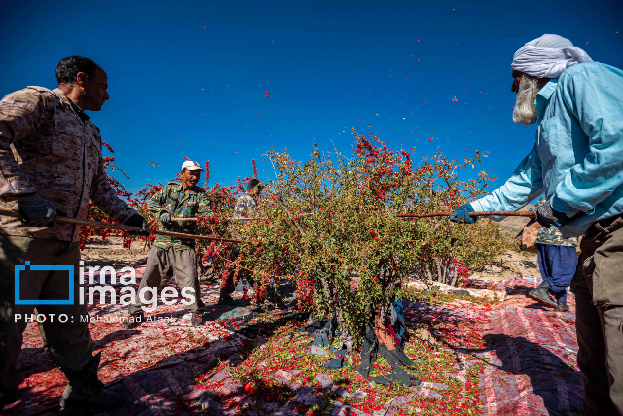 برداشت زرشک در روستای «افین» خراسان جنوبی