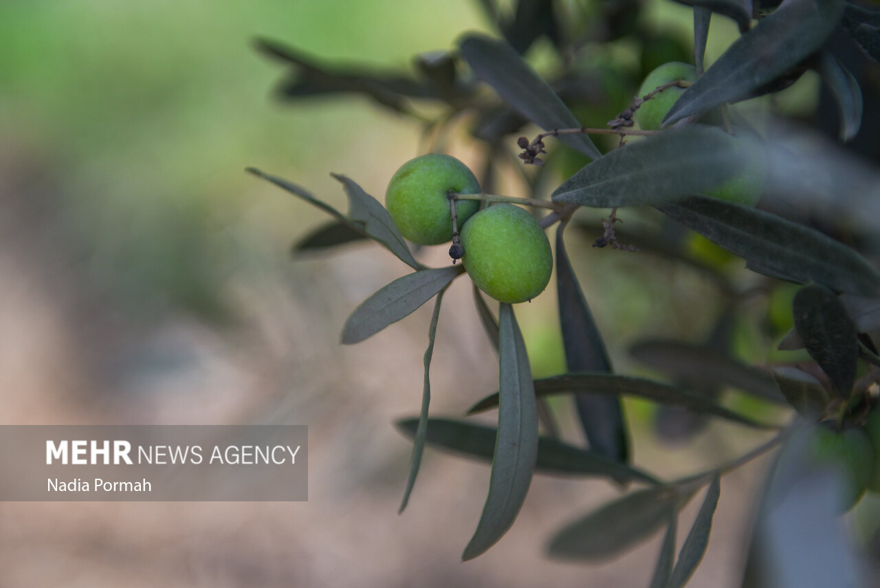 برداشت زیتون از باغات علی آباد کتول