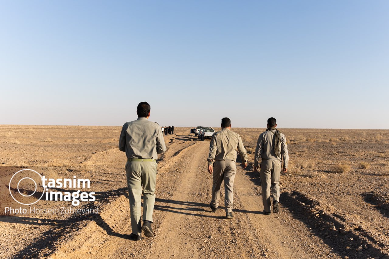 عکس/ احیای گورخر ایرانی در پارک ملی کویر