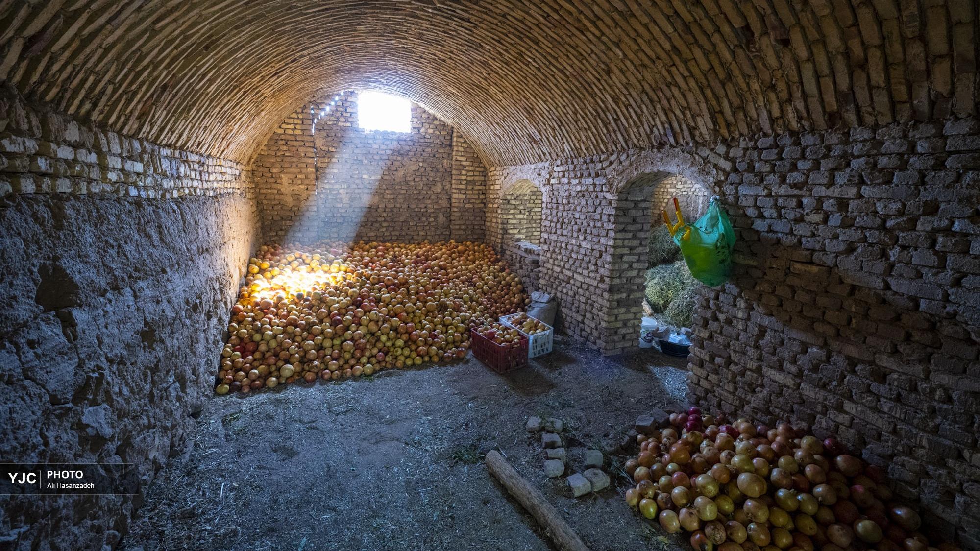 برداشت انار از باغ‌های یزد