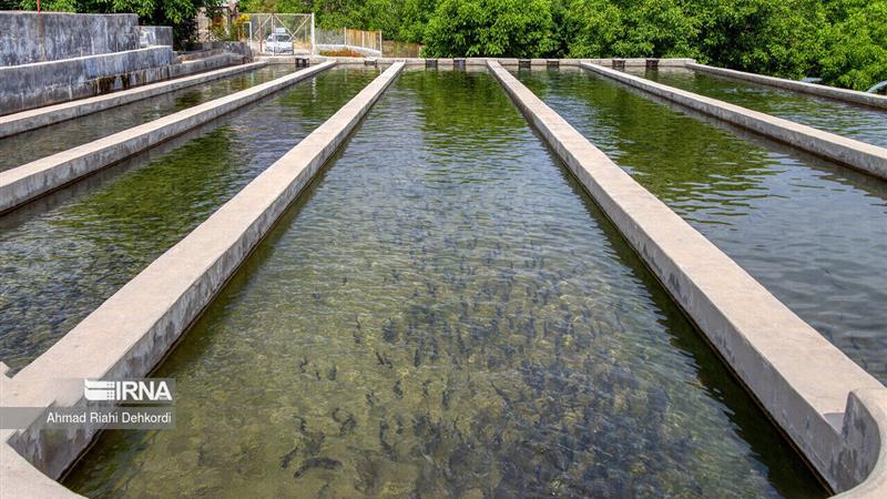 تولید سالانه بیش از ۲۰ هزار تن محصولات شیلاتی در استان زنجان