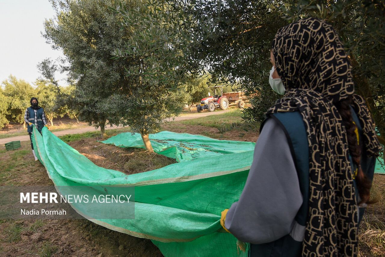 برداشت زیتون از باغات علی‌آباد کتول