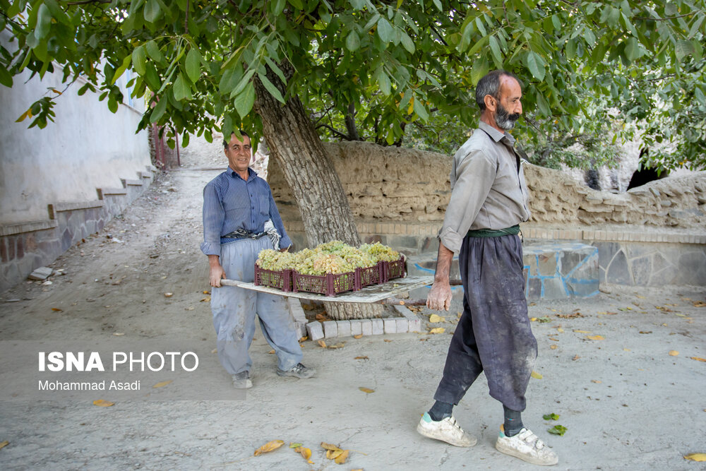 فصل انگور در «هزاوه»