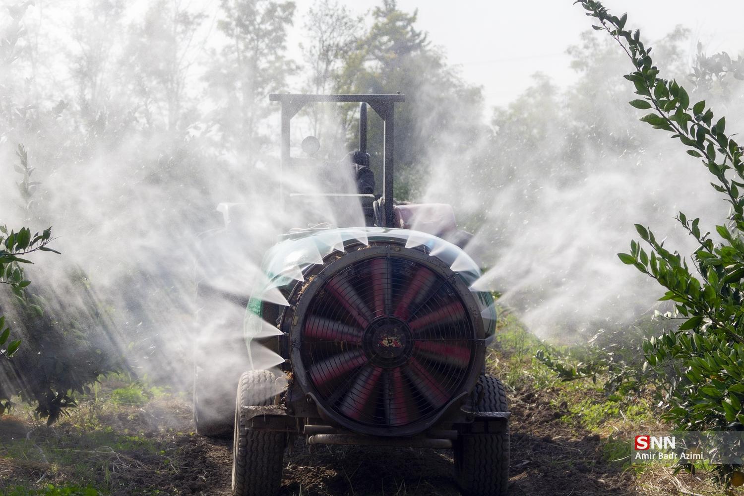 برداشت نارنگی از باغات هاشم‌آباد گرگان