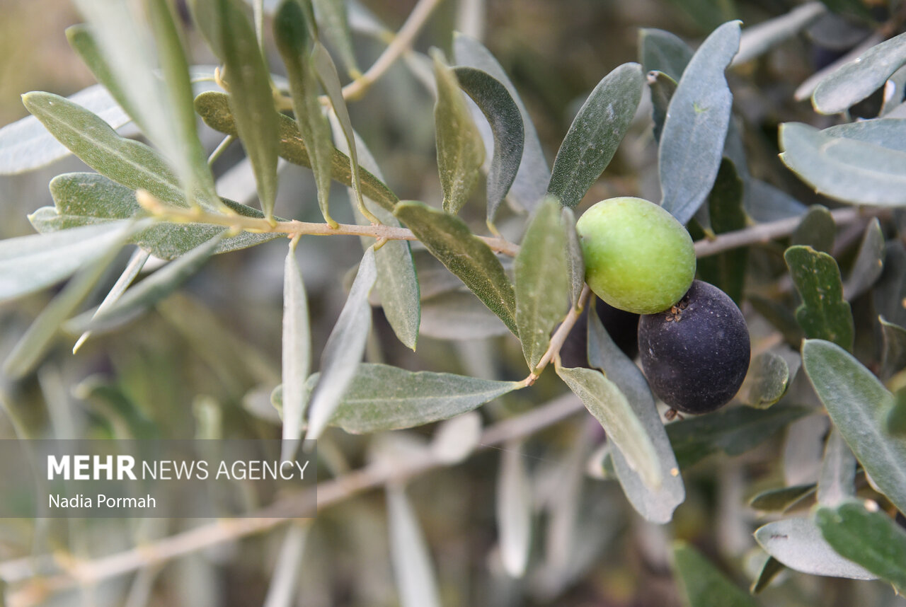 برداشت زیتون از باغات علی آباد کتول