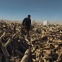 کشف چوب قاچاق بلوط در یکی از کارگاه‌های چوب‌بری کرمانشاه