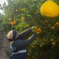 برداشت نارنگی از باغات هاشم‌آباد گرگان