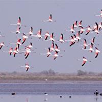 ارتقای تالاب «مُره» استان قم به منطقه حفاظتشده