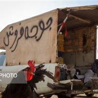 بازار پرنده‌فروش‌های بجنورد