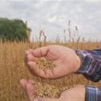 آغاز کشت آزمایشی کنجد در سرخه