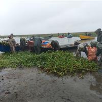 اجرای عملیات گسترده پاکسازی سنبل آبی در بخش غربی تالاب انزلی