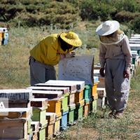 یکهزار شغل با تسهیلات بسیج سازندگی در خراسان شمالی ایجاد شد