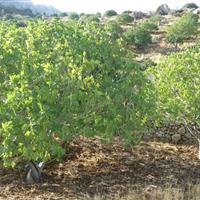 باغهایی که از دل خشکسالی جوانه میزنند