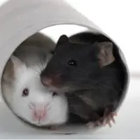 درمان ضدپیری جدید عمر موش‌ها را تا ۷۳ درصد افزایش داد؛ البته فقط در نرها