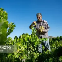 فصل انگور در «هزاوه»