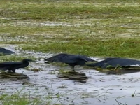 کلاغ‌های ماهی‌گیر؛ شکار با بال‌های چتری!