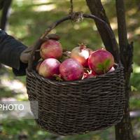 بوی حرم در باغ