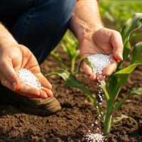 کود یارانهای مورد نیاز کشاورزان قمی تامین است