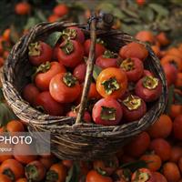 پیشبینی تولید ۳۵۰۰ تن خرمالو در فارس/ سهم ۱۰ درصدی استان در تولید این محصول در کشور