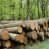 ماجرای ویدئوی قطع درختان در چمستان چه بود؟