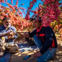 برداشت زرشک در روستای «افین» خراسان جنوبی