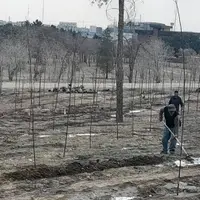 درختان پارک چیتگر از بیآبی در صف مرگ هستند