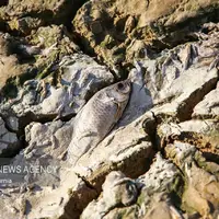 عکس/ مرگ دست جمعی ماهی‌ها در سد عبدل آباد بجنورد