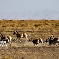 عکس/ احیای گورخر ایرانی در پارک ملی کویر