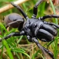 گوناگون/ عنکبوت ناشناخته در منطقۀ حفاظت‌شده