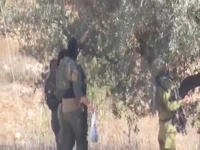 نظامیان صهیونیست در حال دزدی از باغ زیتون فلسطینی‌ها