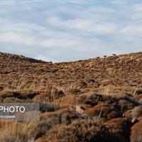 خشکسالیهای اخیر باعث کاهش منابع غذایی طبیعی حیات وحش زنجان شده است