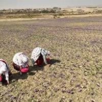 خراسان شمالی در عملکرد تولید زعفران پیشتاز کشور است