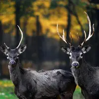 پاییز زیبا در جنگل‌قرق شهرستان گرگان