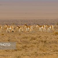 از گور برخاسته؛ نجات گورخر ایرانی در کویر سوزان