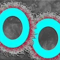 نابودی بیش از ۸۰ درصدی تومورهای تخمدان با نانوذرات جدید